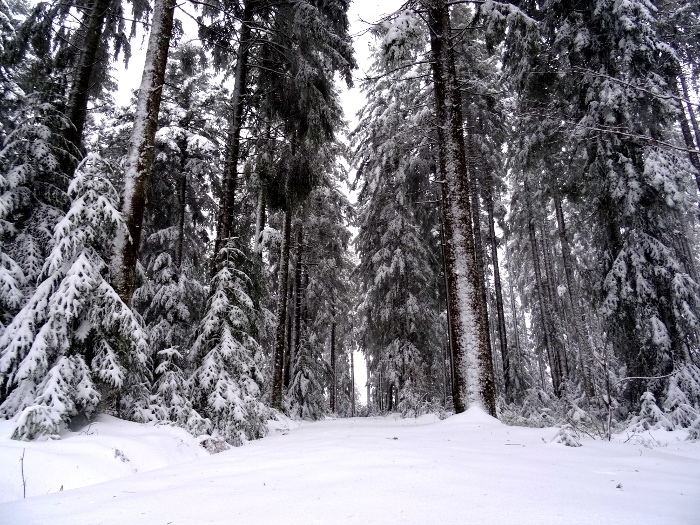 schnee im schwarzwald