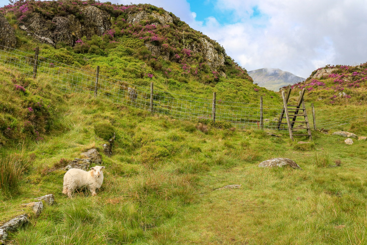 Schafe in Wales: Die 15 schönsten Fotos meiner Wanderungen