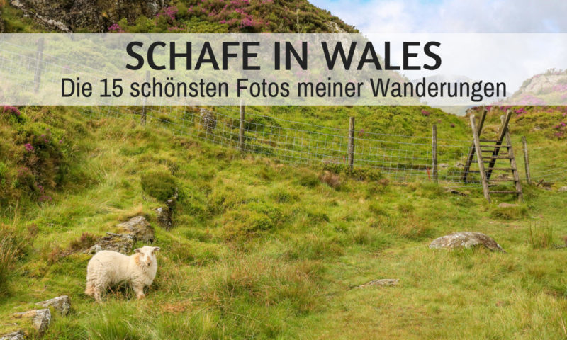 Schafe in Wales